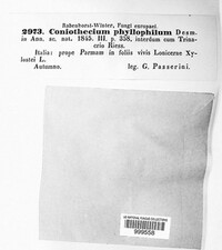 Coniothecium phyllophilum image